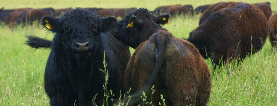 Schwarz-braune Rinder stehen im hohen, grünen Gras einer Weide.