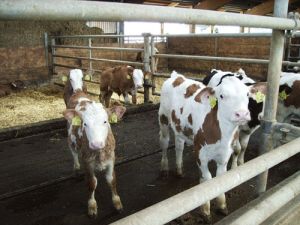 Links das kranke Kalb und rechts das gesunde Kalb 