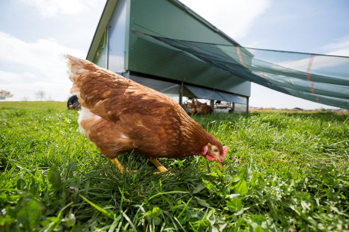 braunes Huhn auf einer grünen Wiese mit einem mobilen Stall im Hintergrund