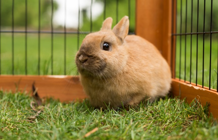 Braunes Kaninchen sitzt im Außenkäfig auf Gras