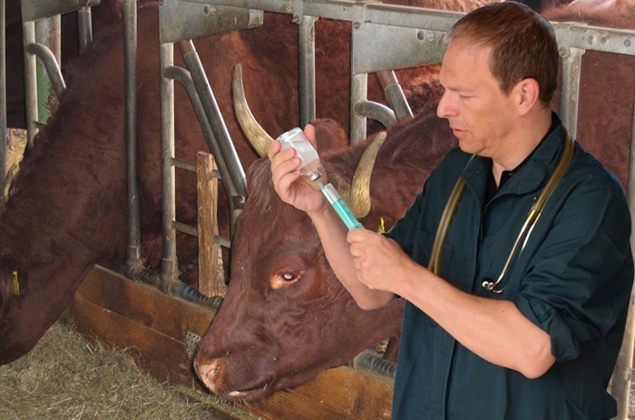 Tierarzt im Kuhstall zieht eine Spritze auf, im Hintergrund 2 braune Kühe
