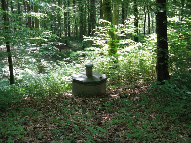 Quellfassung im Laubwald mit Bäumen, Jungwuchs in der Sonne