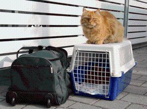 Eine Katze sitzt auf der Transportbox, bereit für die Reise