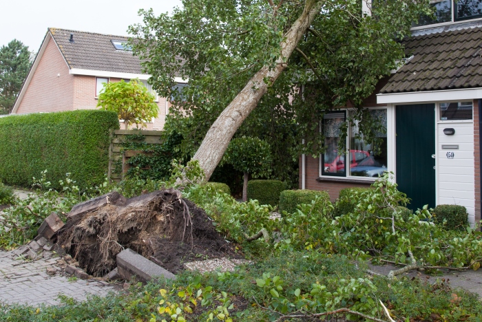Ein mittelgroßer Baum hängt entwurzelt am Straßenrand auf einem Einfamilienhaus
